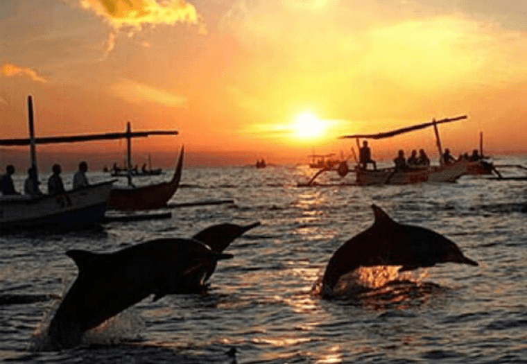 Bali Dolphine Lovina Tour